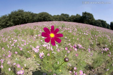 格桑花