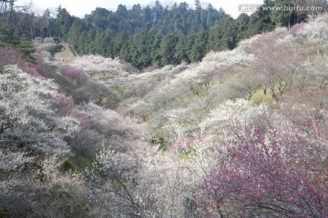 花田