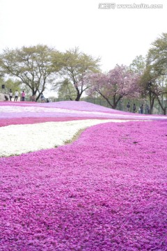 花田