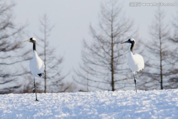 红冠鹤