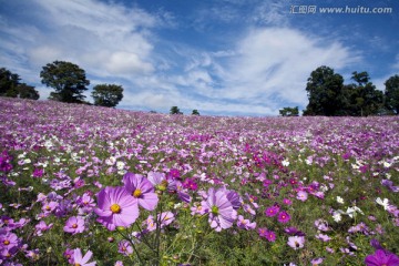 花田