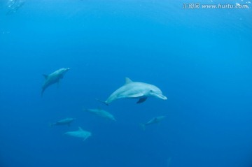 海底生物