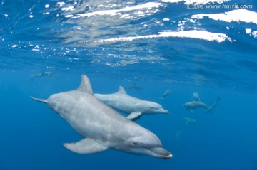 海底生物