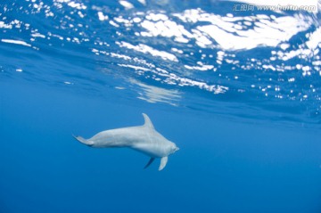 海底生物