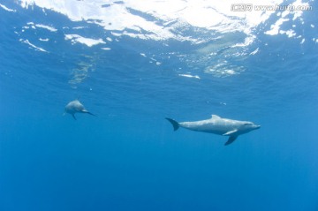 海底生物