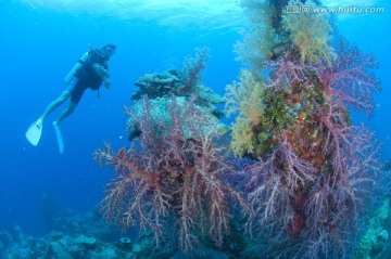 海底生物