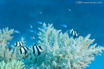 海底生物