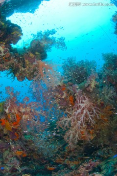 海底生物