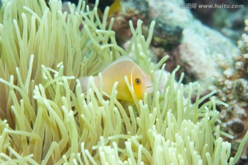 海底生物