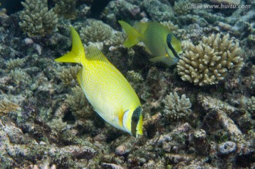 海底生物