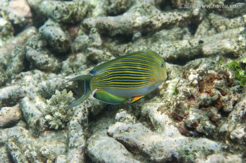 海底生物