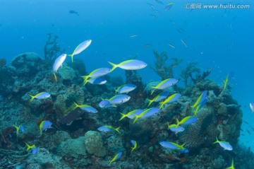 海底生物