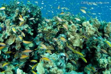 海底生物