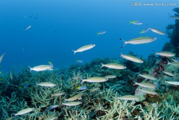 海底生物