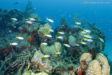 海底生物