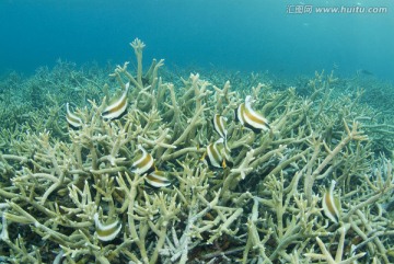 海底生物