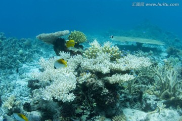 海底生物