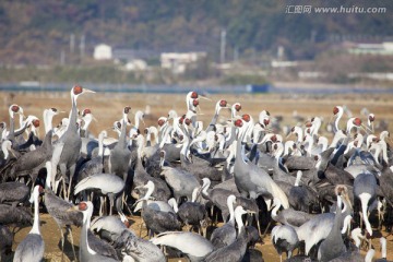 日本旅游度假区