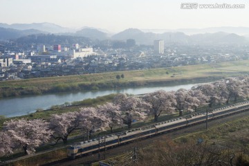 顶轨和樱花树