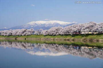 樱花树旁白石河堤