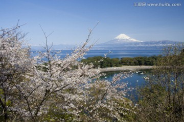 富士山和樱花