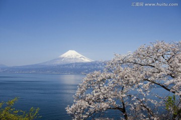 富士山和樱花