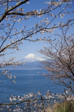 富士山和樱花