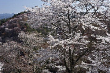 吉野樱花