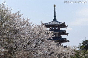 塔和樱花