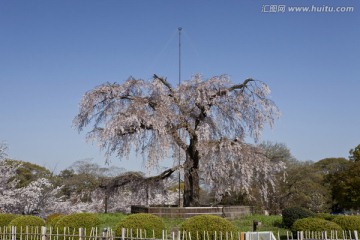 哭泣樱花