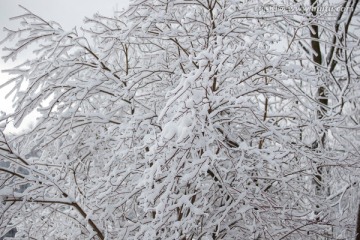 白雪覆盖的树