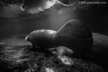 海底生物