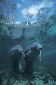 海底生物