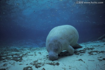 海底生物