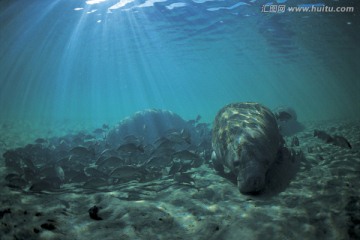 海底生物