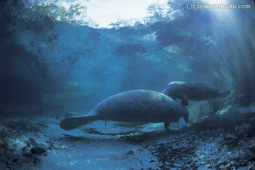 海底生物