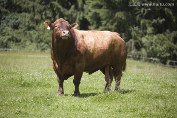牧场上的棕色公牛