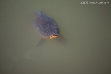 水里的鲤鱼