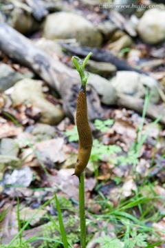 卷尾猴的蜗牛爬植物堆