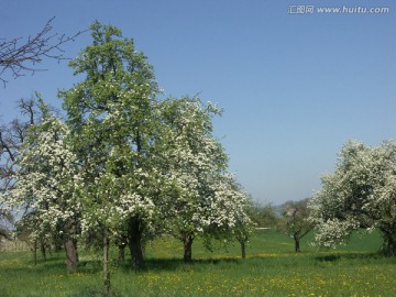 白色花朵的果树