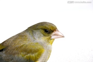 金翅雀
