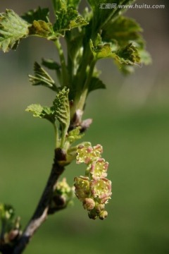 花穗醋栗