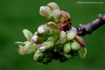 樱花花蕾