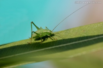 花灌木蟋蟀