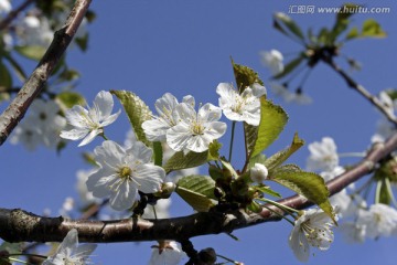 开花樱桃树