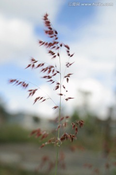 野草