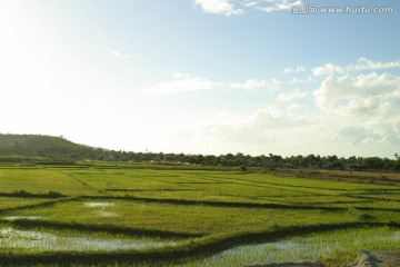 田野