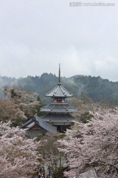 吉野樱花树