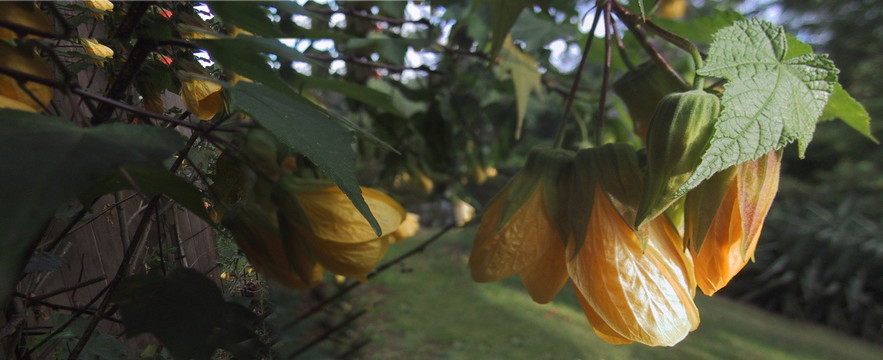 黄色灯笼花