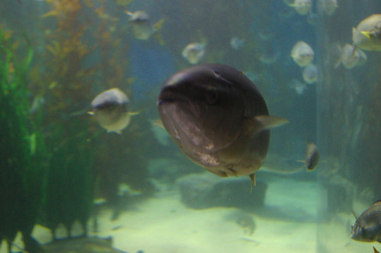 水鱼  水族馆